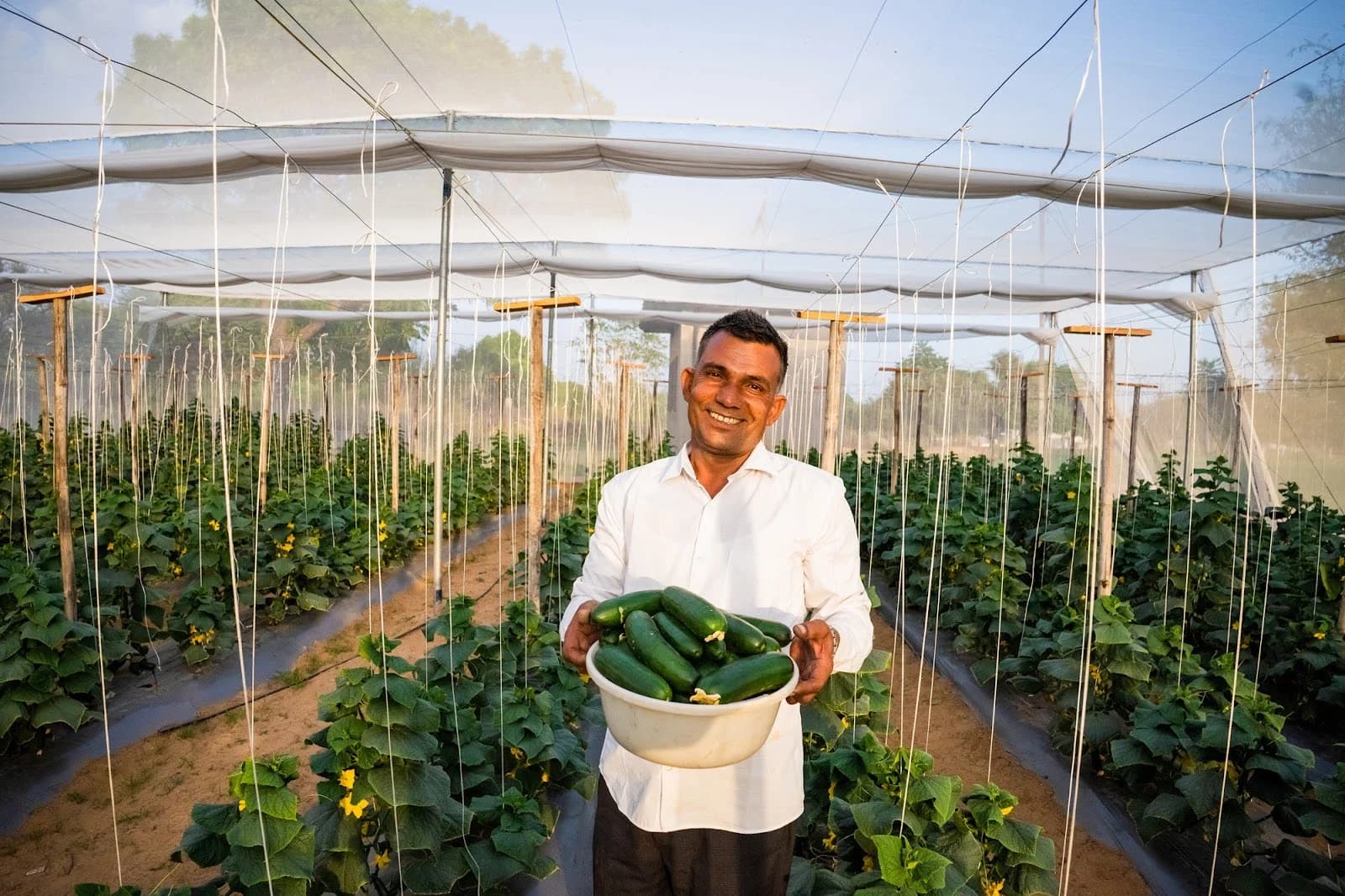 Turning desert into a harvest